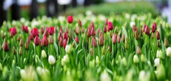 Выгонка тюльпанов к 8 марта